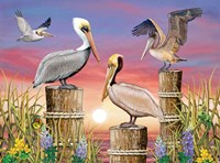 Pelicans Fine Art Print