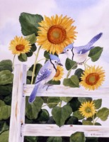 Bluejays And Sunflowers Fine Art Print