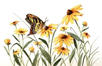 Butterfly & Black Eyed Susans Fine Art Print