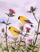 Goldfinch and Thistle Fine Art Print