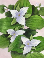 Large Flowered White Fine Art Print