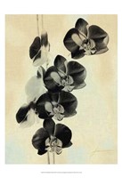 Orchid Blush Panels III Fine Art Print