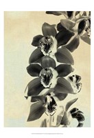 Orchid Blush Panels IV Fine Art Print