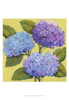 Spring Hydrangeas I Fine Art Print