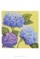 Spring Hydrangeas II Fine Art Print