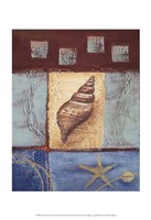 Aquamarine Conch Fine Art Print