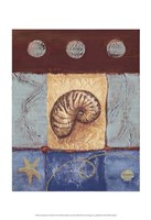 Aquamarine Nautilus Fine Art Print