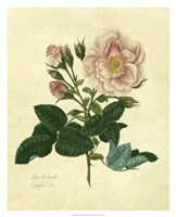 Frankfort Rose Fine Art Print