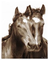Horse Portrait III Fine Art Print