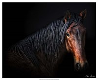 Horse Portrait VII Fine Art Print