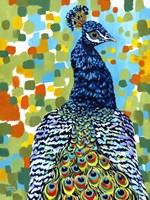 Plumed Peacock II Fine Art Print