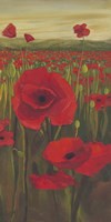 Red Poppies in Field II Fine Art Print