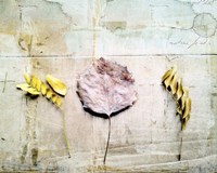 Herbarium III Fine Art Print