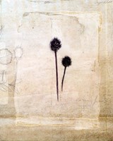 Herbarium IV Fine Art Print