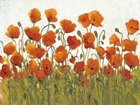 Rows of Poppies I Fine Art Print