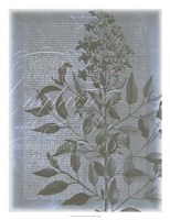 Fleur de Bleu I Fine Art Print