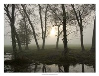 Reflections of Nature Fine Art Print