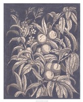 Vintage Fruit & Floral II Fine Art Print