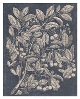 Vintage Fruit & Floral III Fine Art Print