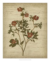 Romantic Pressed Flowers I Fine Art Print