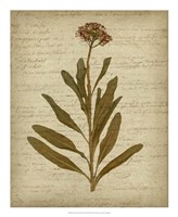 Romantic Pressed Flowers II Fine Art Print