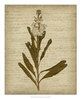 Romantic Pressed Flowers III Fine Art Print