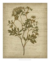 Romantic Pressed Flowers IV Fine Art Print