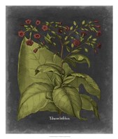 Besler Dramatique I Fine Art Print