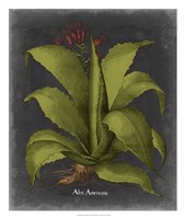 Besler Dramatique III Fine Art Print