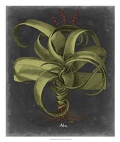 Besler Dramatique IV Fine Art Print