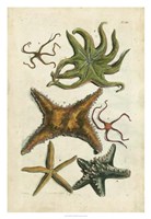 Starfish Illustre Fine Art Print