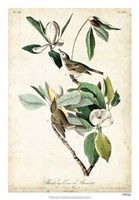 Warbling Vireo Fine Art Print