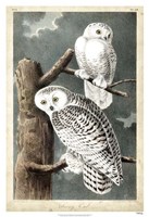 Audubon's Snowy Owl by John James Audubon - 26" x 38"