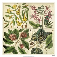 Catesby Botanical Quadrant I Fine Art Print