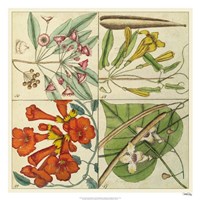 Catesby Botanical Quadrant III Fine Art Print