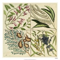 Catesby Botanical Quadrant IV Fine Art Print