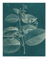 Modern Botany II Fine Art Print