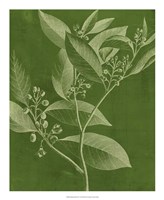 Modern Botany IV Fine Art Print