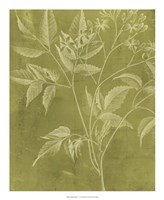 Modern Botany V Fine Art Print