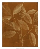 Modern Botany VI Fine Art Print
