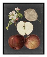 Midnight Harvest I Fine Art Print