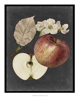 Midnight Harvest II Fine Art Print