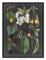 Orchard Varieties II Fine Art Print