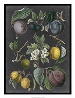 Orchard Varieties IV Fine Art Print
