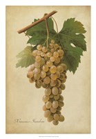 Vintage Vines II Fine Art Print