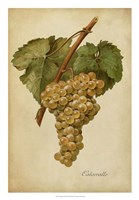 Vintage Vines III Fine Art Print