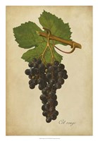 Vintage Vines IV Fine Art Print