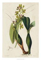 Spring Orchid III Fine Art Print