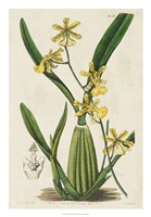 Spring Orchid IV Fine Art Print