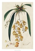 Spring Orchid VI Fine Art Print